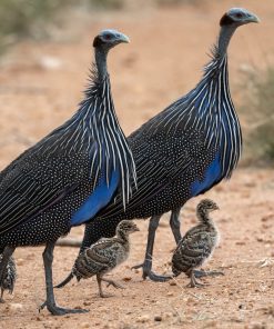 Vulturine Guinea Fowl